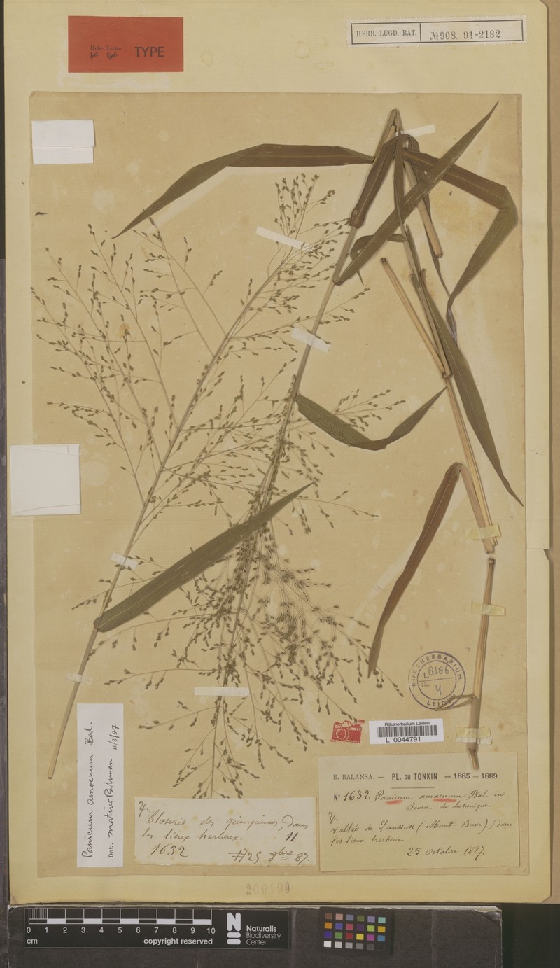 Panicum amoenum photo 2