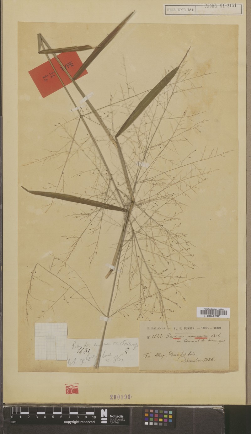 Panicum amoenum photo 3