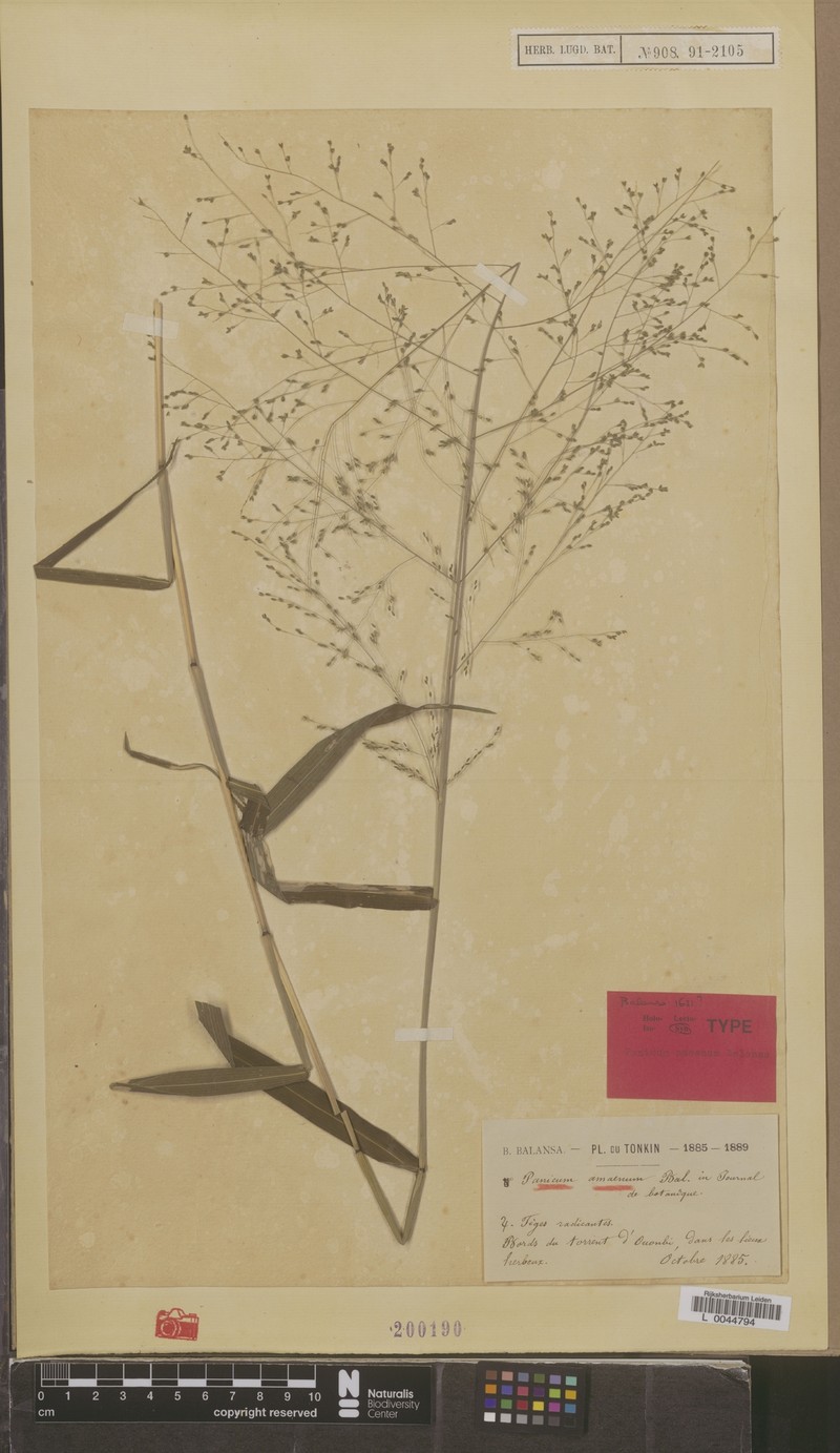 Panicum amoenum photo 4