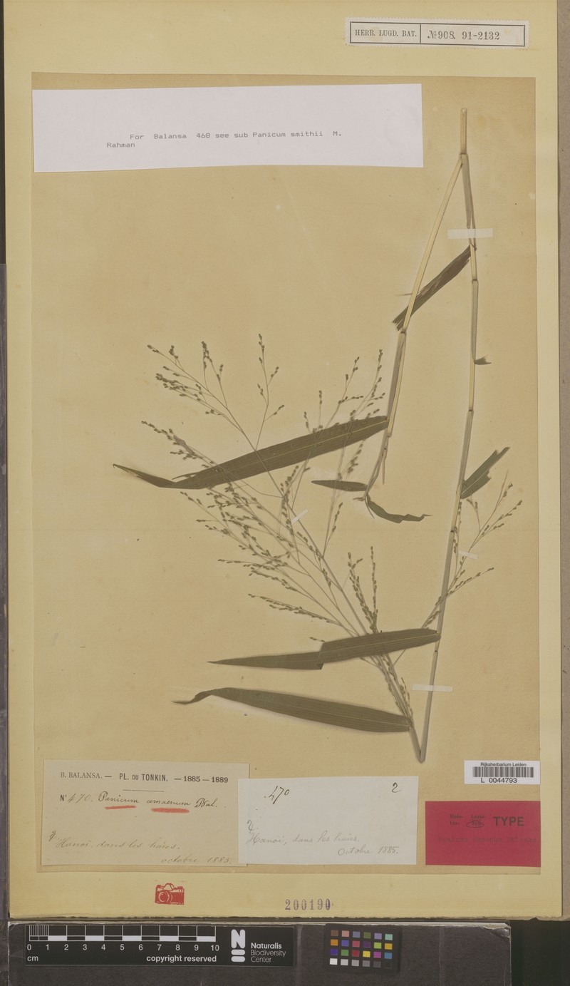 Panicum amoenum photo 5