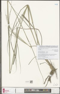 Panicum anabaptistum