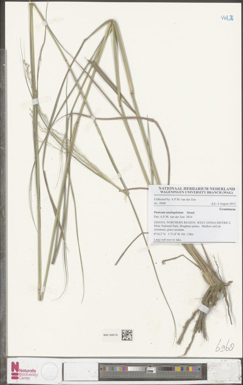 Panicum anabaptistum