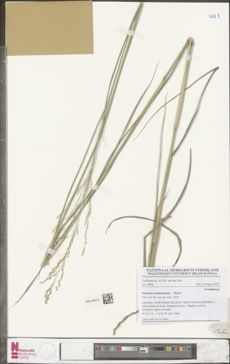 Panicum anabaptistum photo 2