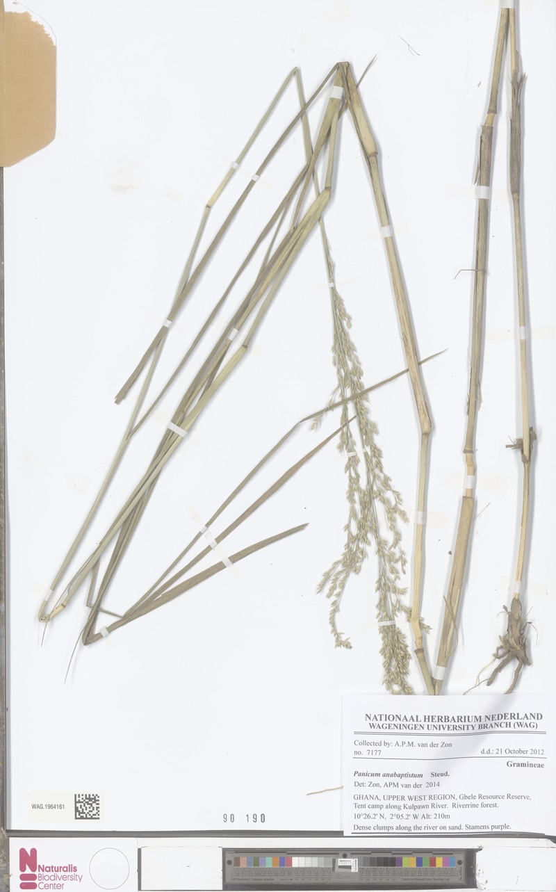 Panicum anabaptistum photo 3