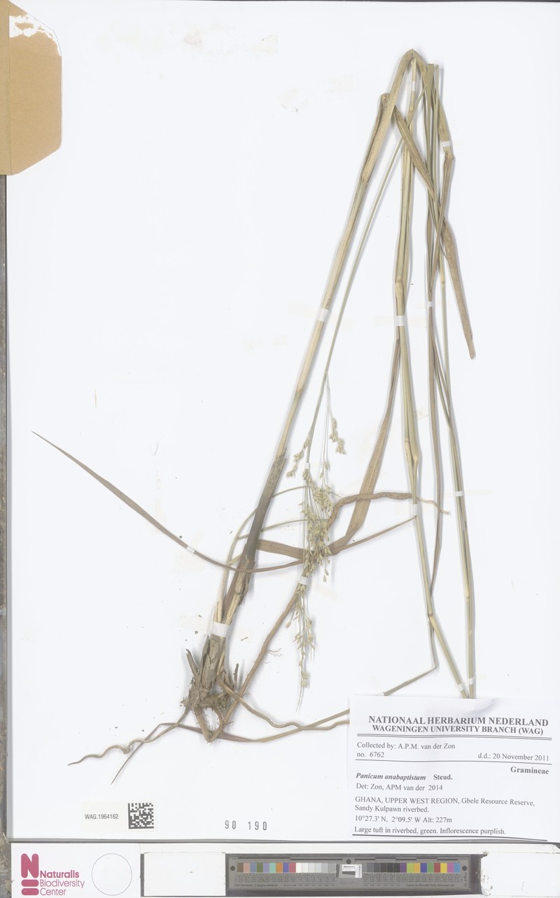 Panicum anabaptistum photo 4