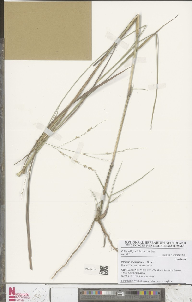 Panicum anabaptistum photo 5