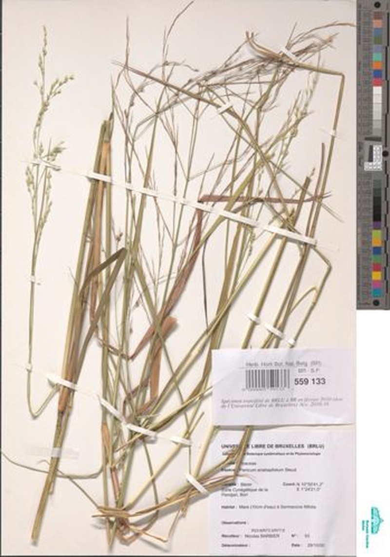 Panicum anabaptistum photo 6