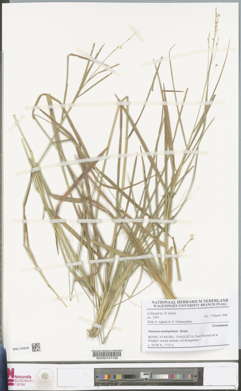 Panicum anabaptistum photo 7