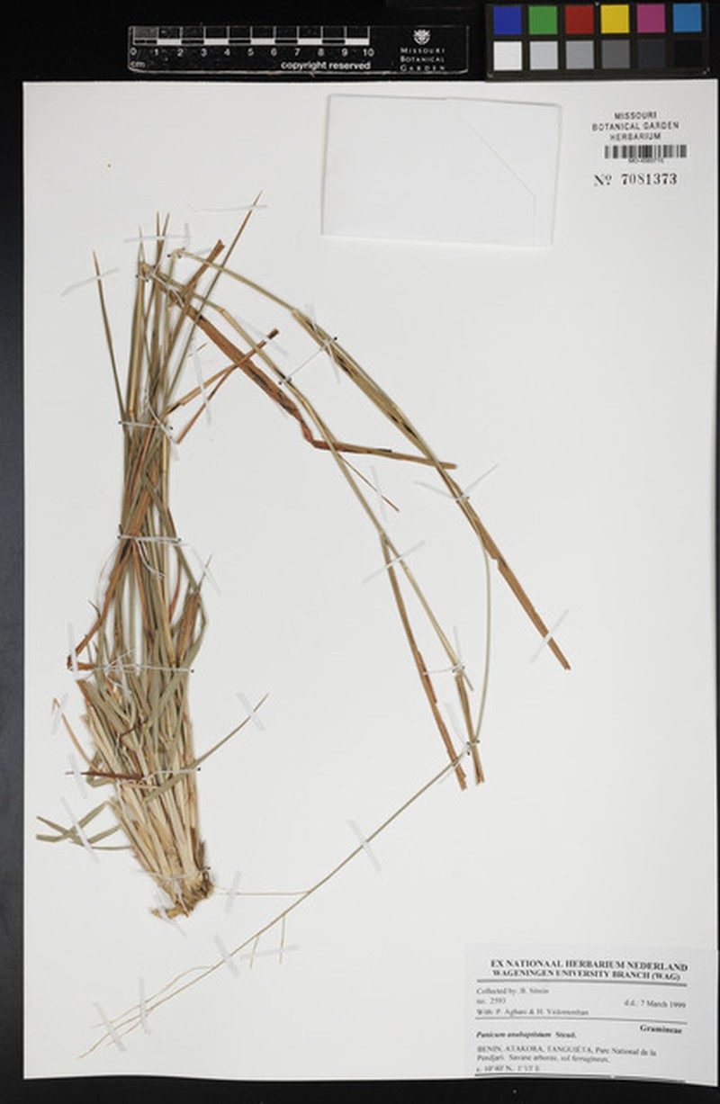 Panicum anabaptistum photo 8