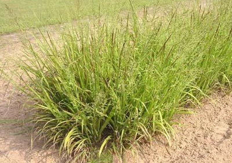 Beaked Panicgrass