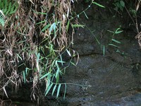 Panicum andringitrense