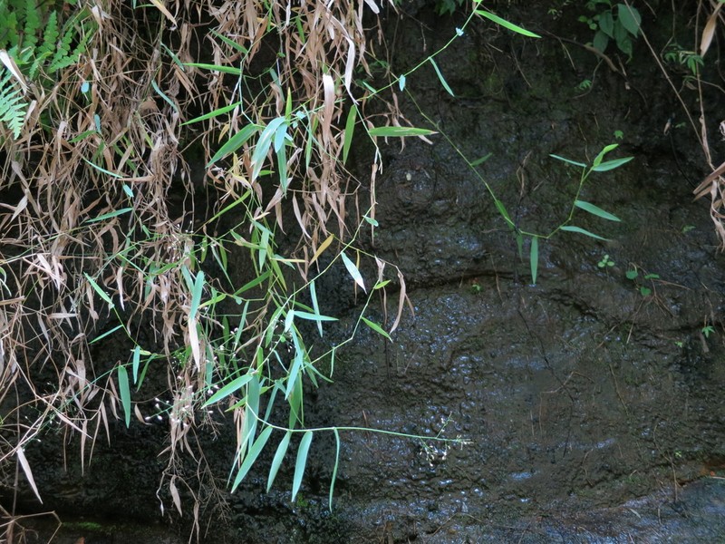 Panicum andringitrense