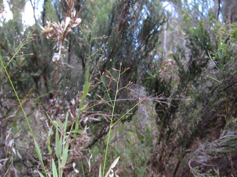 Panicum andringitrense photo 4