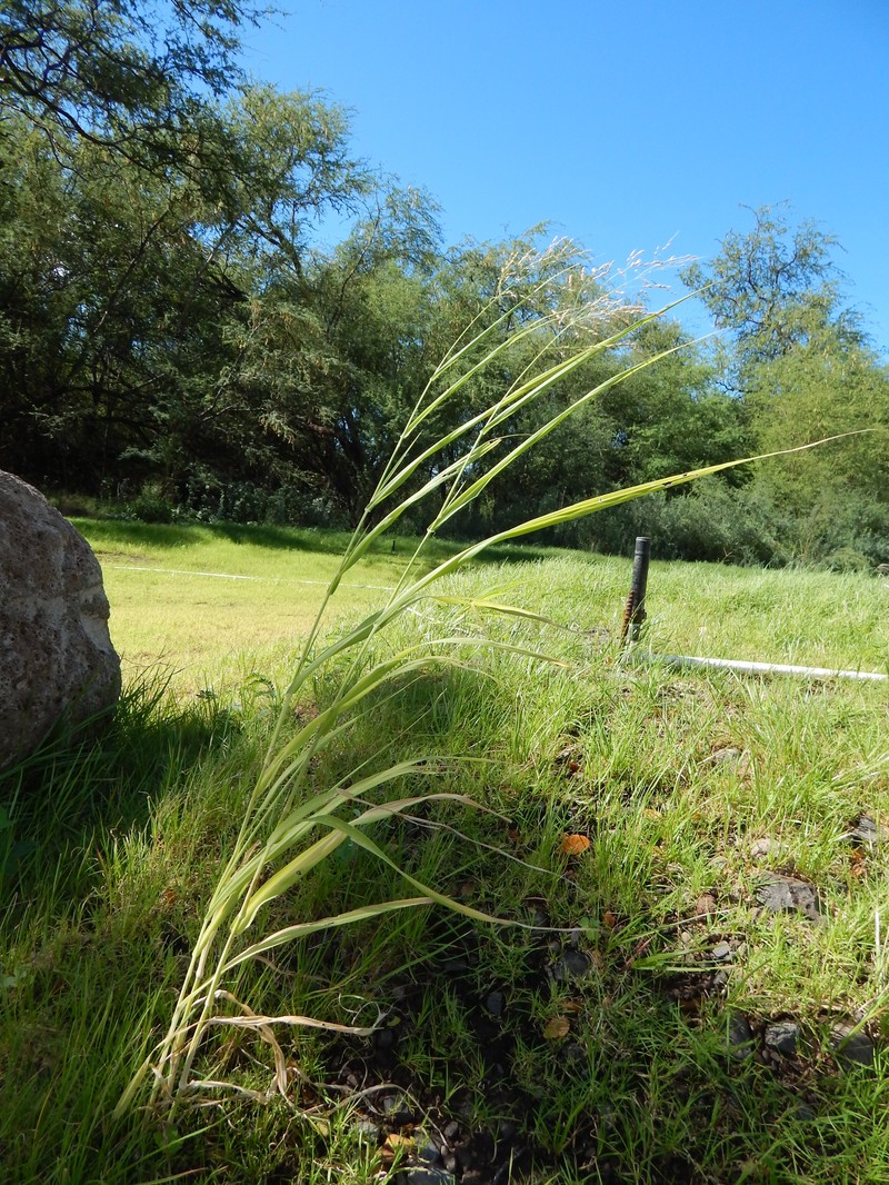 Blue Panicum photo 3