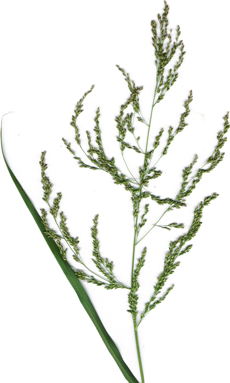 Blue Panicum photo 2