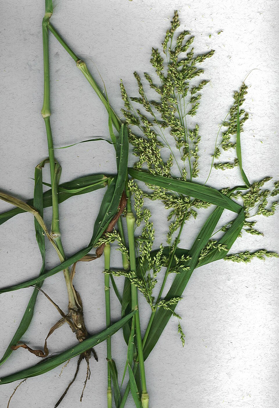 Blue Panicum photo 4