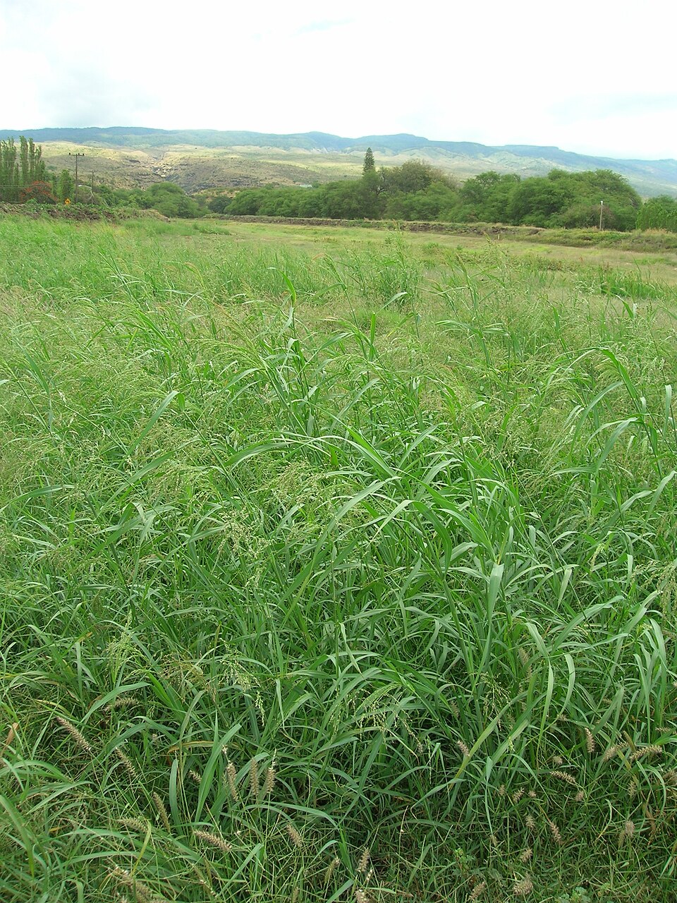 Blue Panicum photo 5