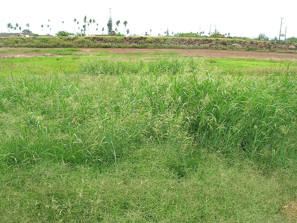 Blue Panicum photo 7