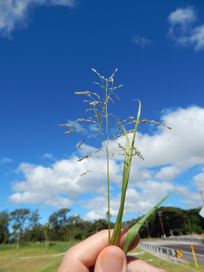 Blue Panicum photo 8