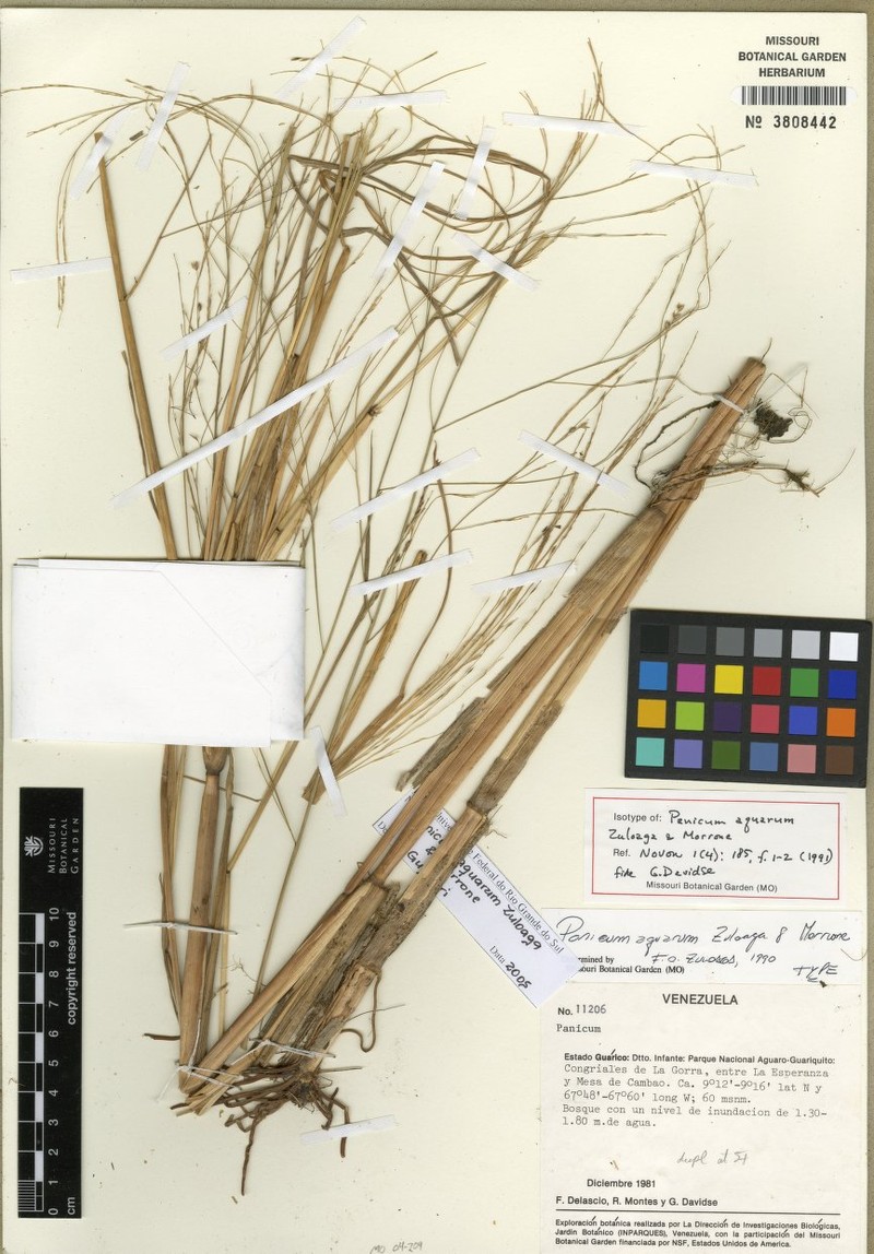 Panicum aquarum