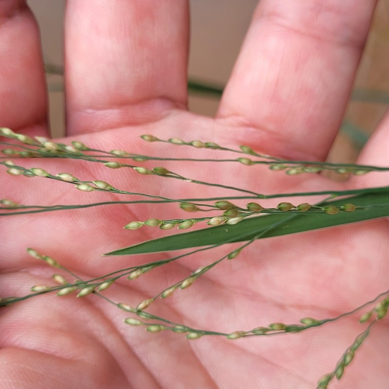 Panicum aquaticum photo 2