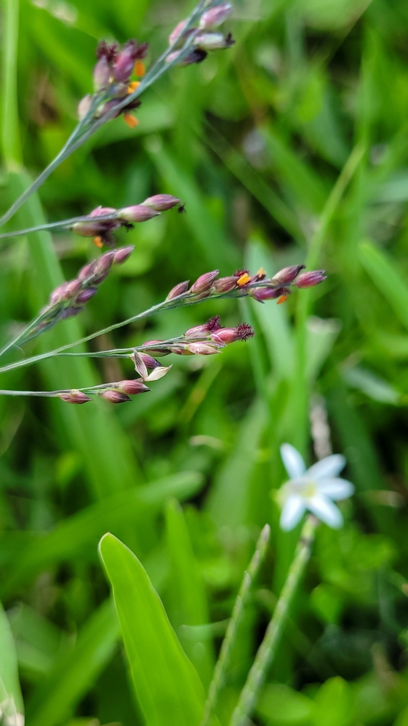 Panicum aquaticum photo 3