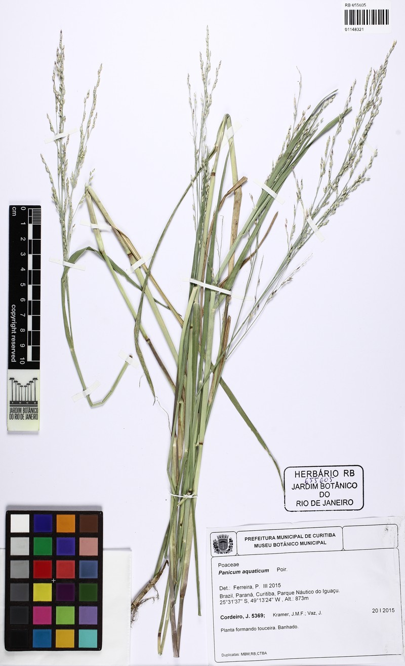 Panicum aquaticum photo 4