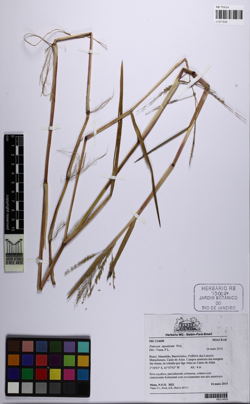Panicum aquaticum photo 5