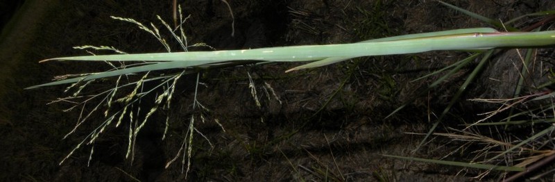 Panicum aquaticum photo 6