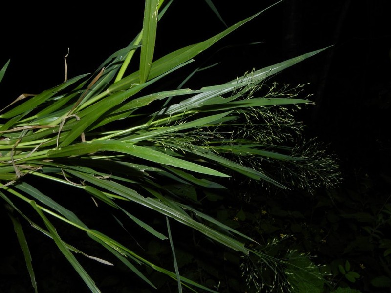 Panicum aquaticum photo 7