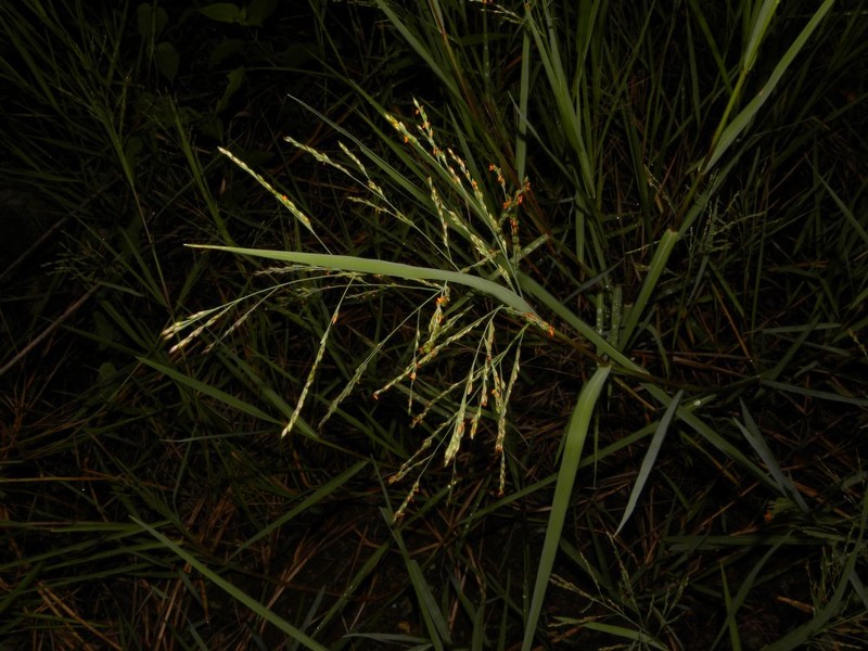 Panicum aquaticum photo 8