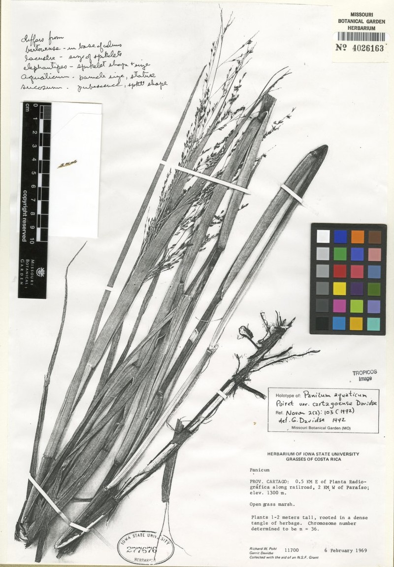 Panicum aquaticum var. cartagoense