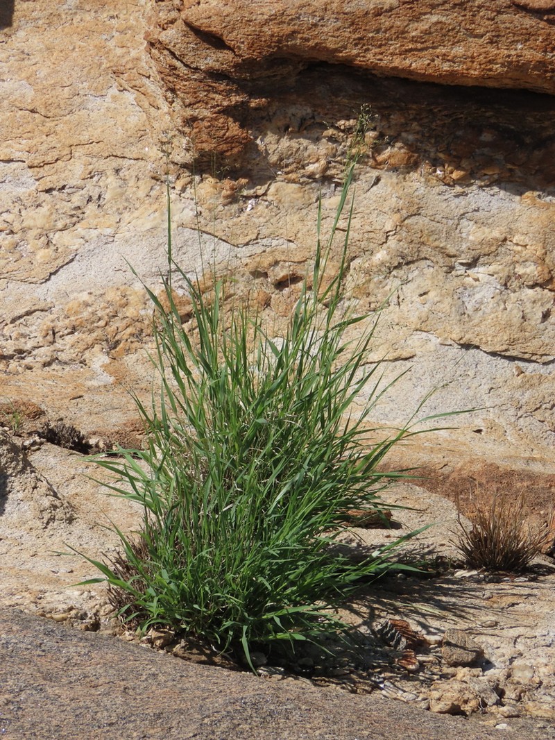 Panicum arbusculum