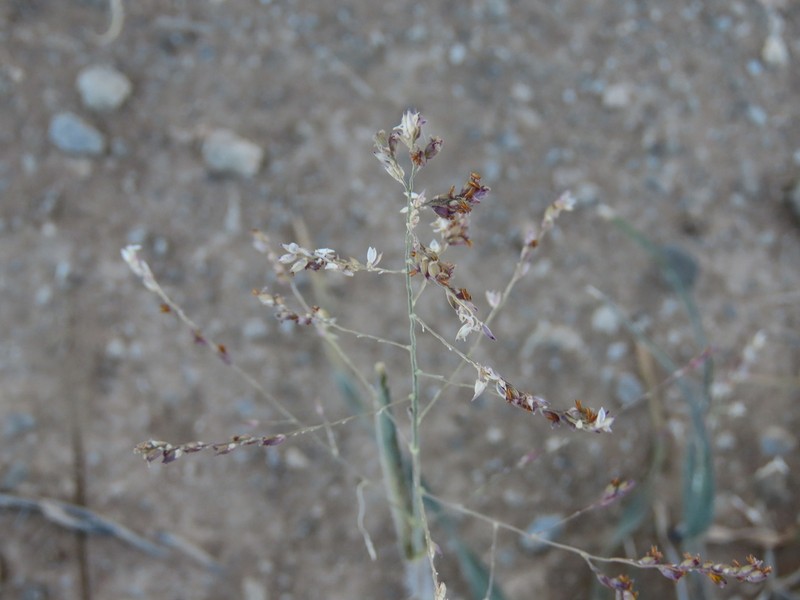 Panicum arbusculum photo 2