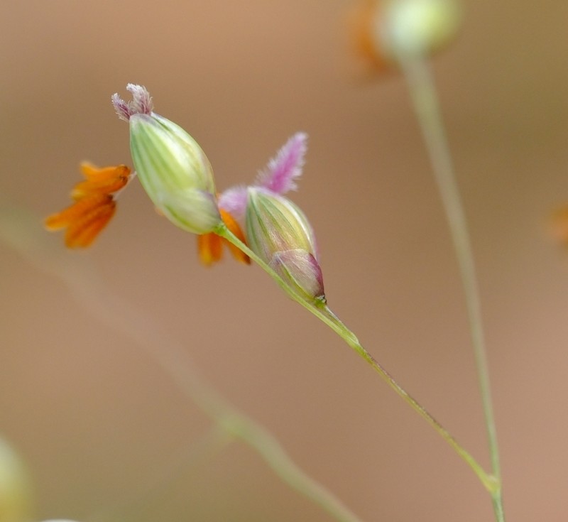 Panicum arbusculum photo 3