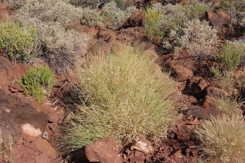Panicum arbusculum photo 6