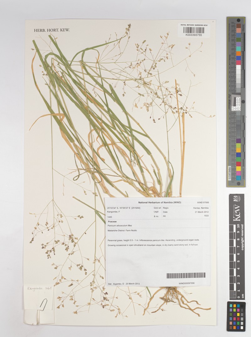 Panicum arbusculum photo 7
