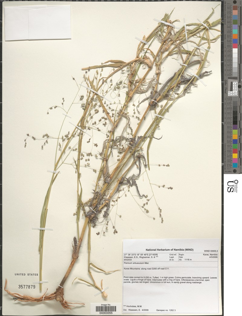 Panicum arbusculum photo 8