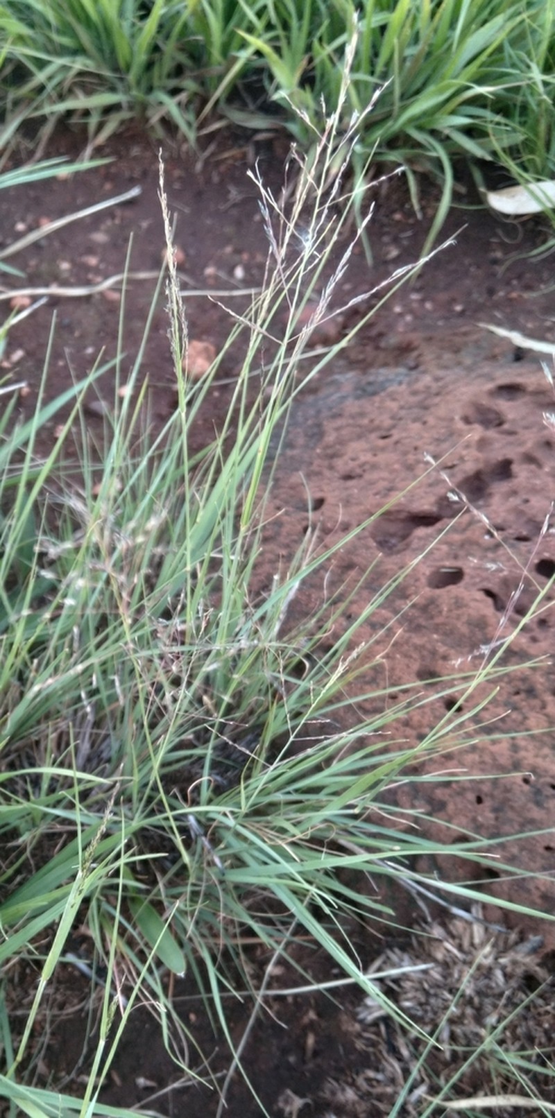 Panicum arcurameum