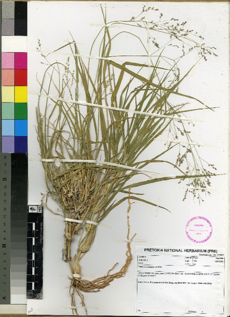 Panicum arcurameum photo 2