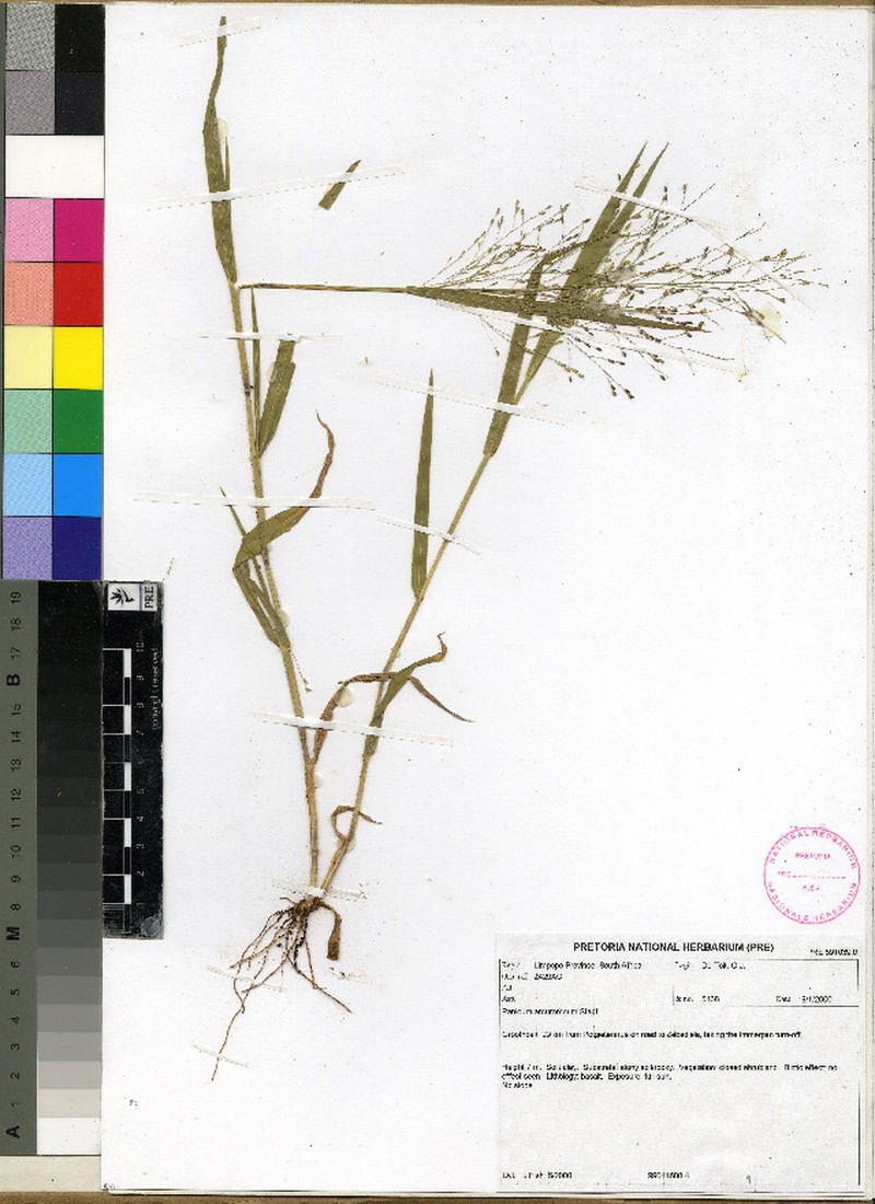 Panicum arcurameum photo 3