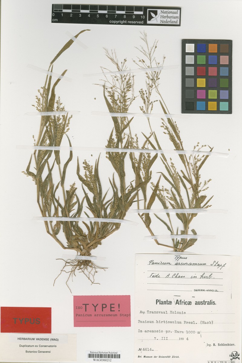 Panicum arcurameum photo 4