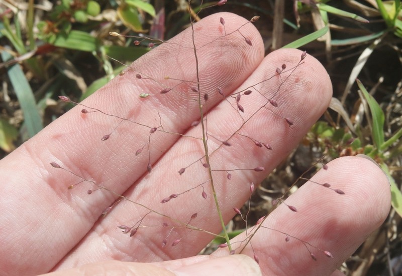 Panicum atrosanguineum photo 2