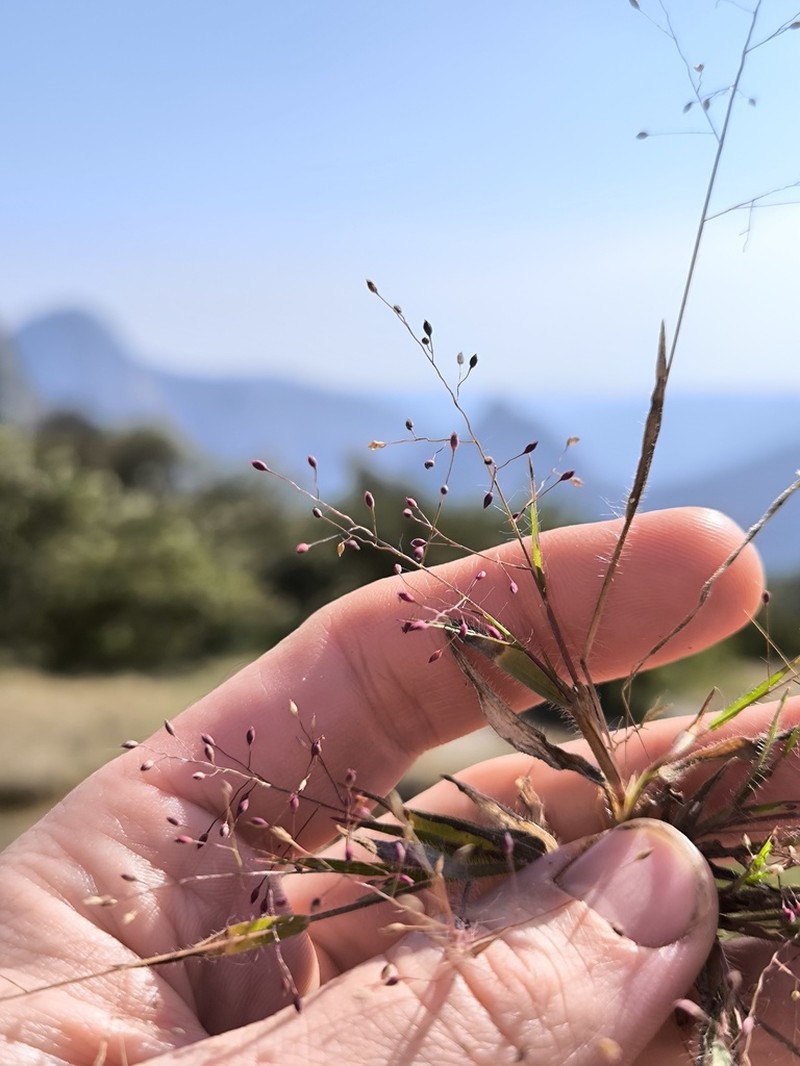 Panicum atrosanguineum photo 3