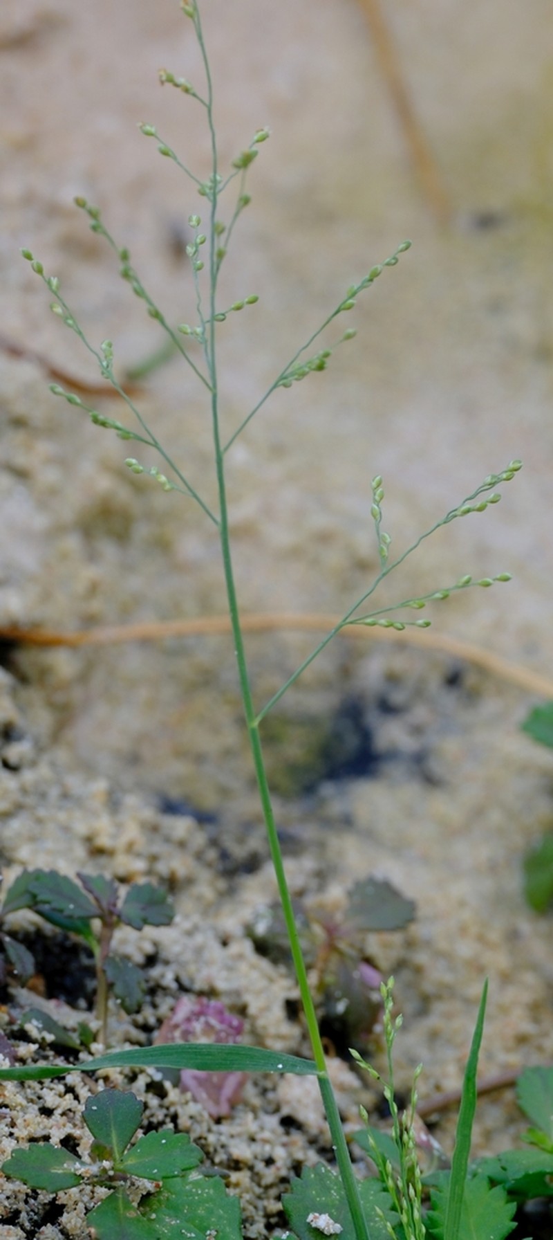 Panicum atrosanguineum photo 5