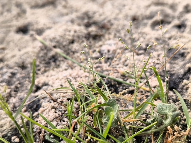 Panicum atrosanguineum photo 7