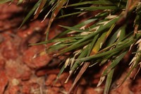 Panicum australiense