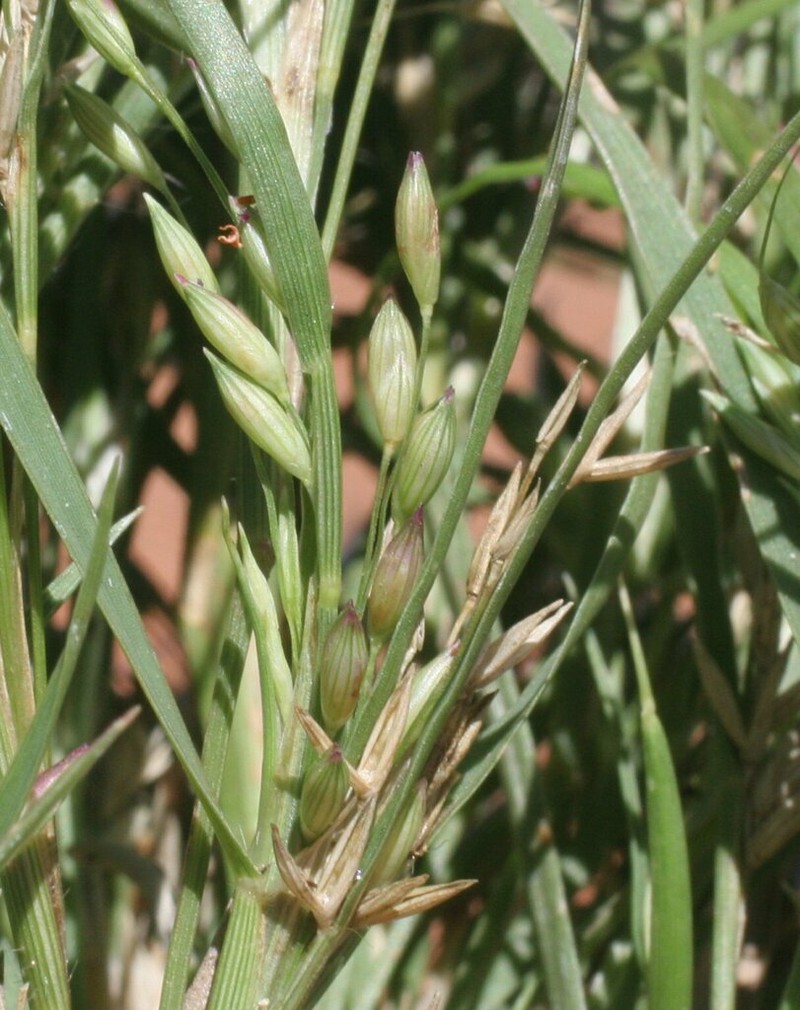 Panicum australiense photo 2