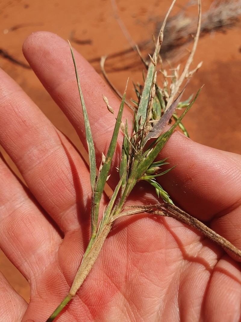 Panicum australiense photo 3