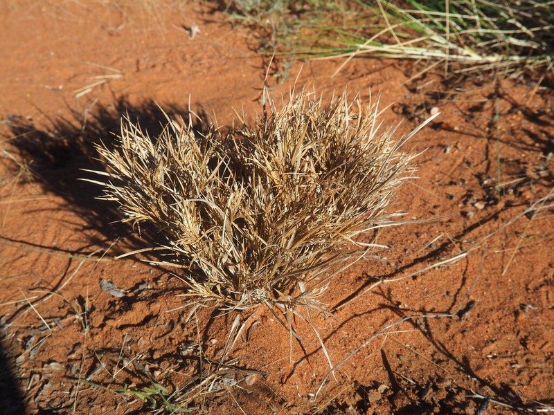 Panicum australiense photo 4